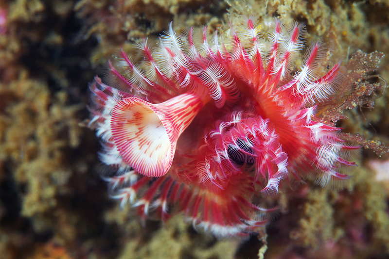Illustration for article titled Perhaps the Most Beautiful Undersea Photography We've Ever Seen